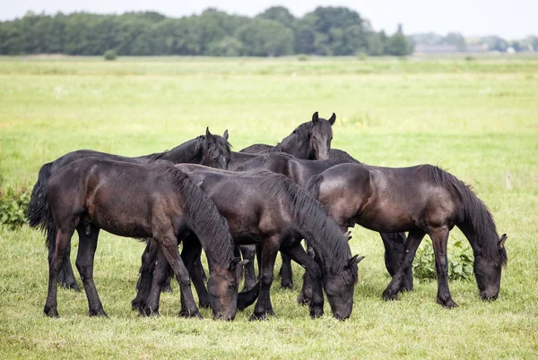 Jóvenes caballos marrones en prado holandés cerca de utrecht en Holanda — Foto de Stock