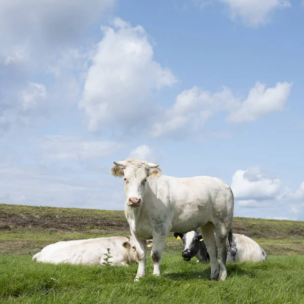 Vaca de carne blanca y dos terneros grandes en el prado cerca del dique en Holla — Foto de Stock