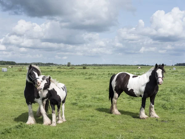 Manchado caballo familia en verde prado herboso en los Países Bajos — Foto de Stock