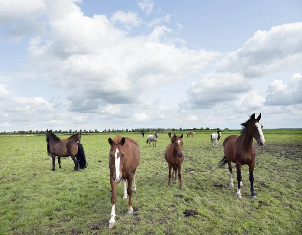 Caballos marrones pastan en verde prado herboso en los Países Bajos — Foto de Stock