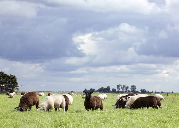 Вівця вигравірувана в зеленому лузі під хмарним небом в Холланді — стокове фото