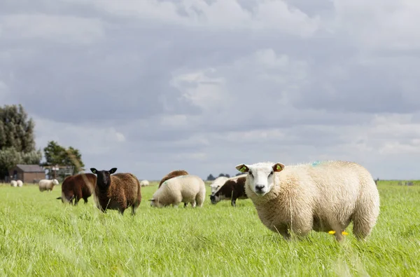 Fåren i gräset under molniga i holland — Stockfoto