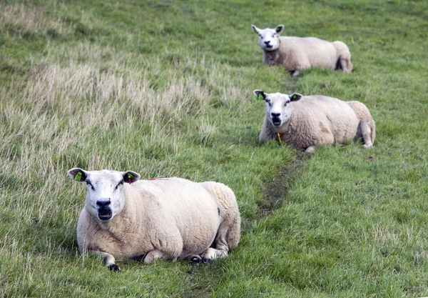 Three sheep lie in grass of meadow in holland — Stock Photo, Image