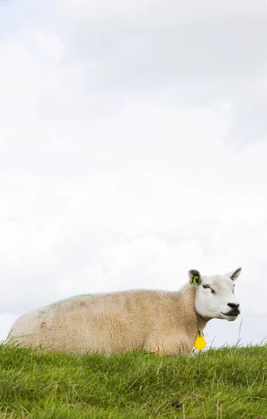 位于草下多云的天空，在荷兰的羊 — 图库照片