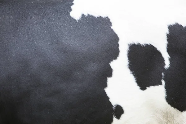 Black and white pattern on hide on side of cow — Stock Photo, Image
