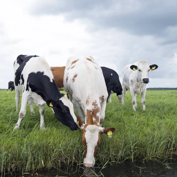 Rode en zwarte koeien in groen grazige Nederlandse weide in Nederland drinken — Stockfoto