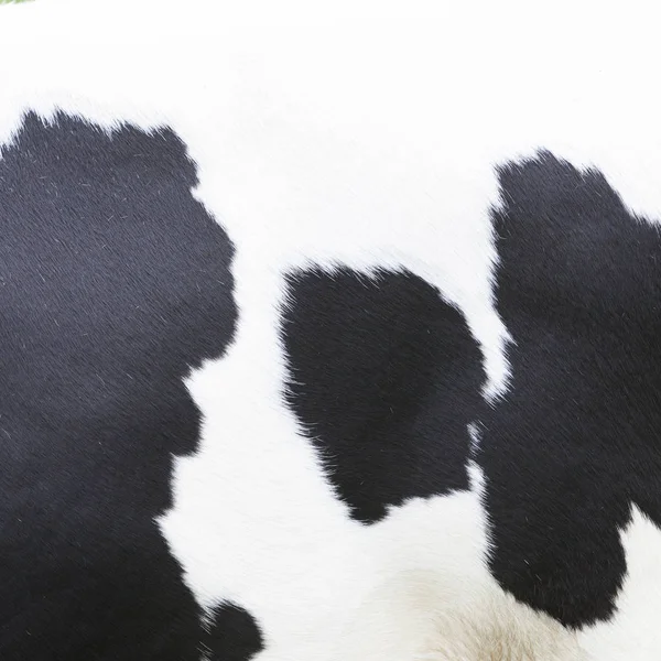 在牛皮上黑白相间的花纹 — 图库照片