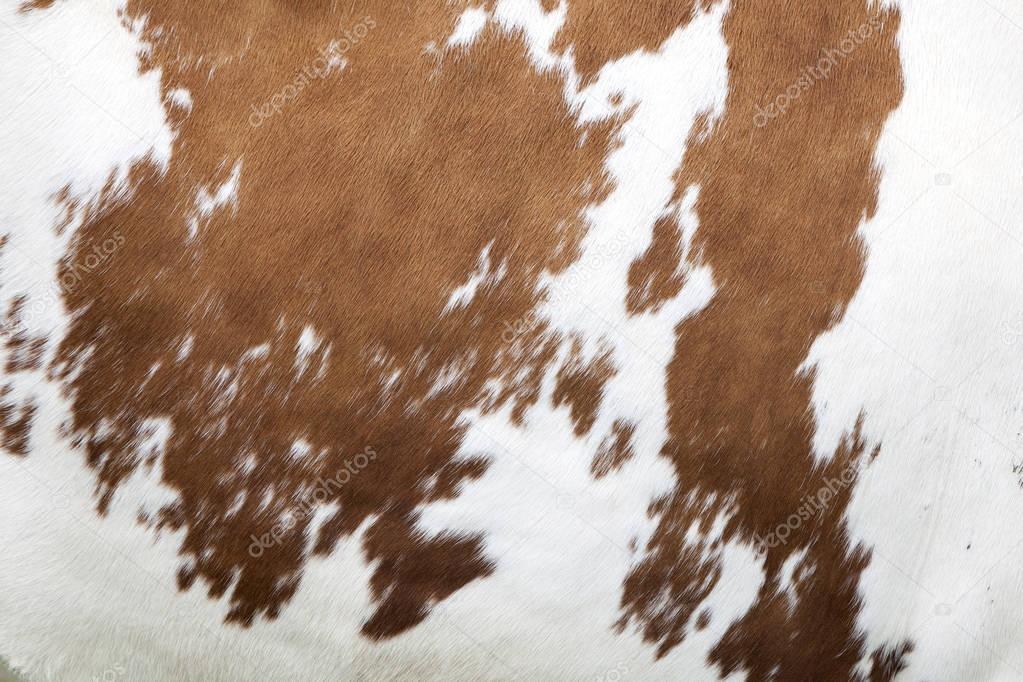red and white pattern on cowhide