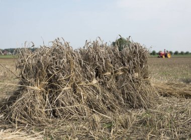 Buğday sheaves traktör arka planda ile sahada