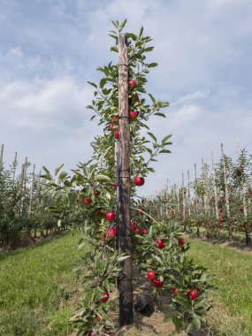 Hollanda 'daki Hollanda meyve bahçesinde ağaçtaki olgun kırmızı elmalar