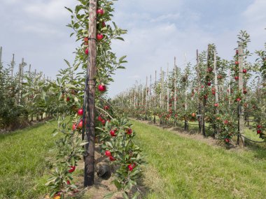 Hollanda 'daki Hollanda meyve bahçesinde ağaçtaki olgun kırmızı elmalar