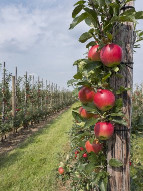 Hollanda 'daki Hollanda meyve bahçesinde ağaçtaki olgun kırmızı elmalar