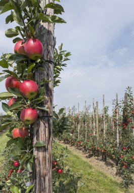 Hollanda 'daki Hollanda meyve bahçesinde ağaçtaki olgun kırmızı elmalar
