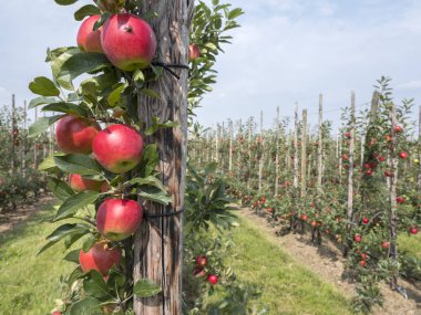 Hollanda 'daki Hollanda meyve bahçesinde ağaçtaki olgun kırmızı elmalar