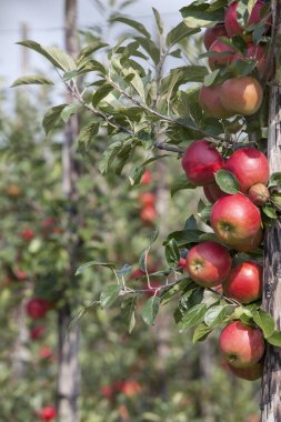 Hollanda 'daki Hollanda meyve bahçesinde ağaçtaki olgun kırmızı elmalar
