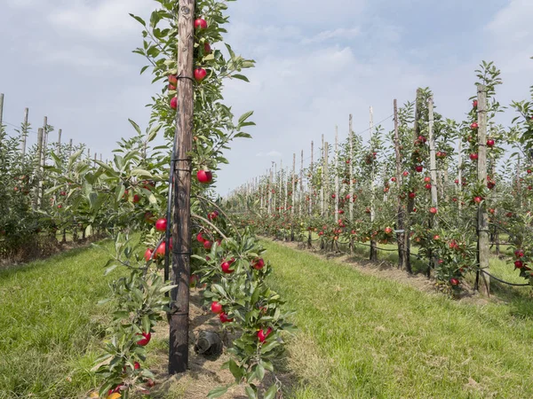 Hollanda 'daki Hollanda meyve bahçesinde ağaçtaki olgun kırmızı elmalar