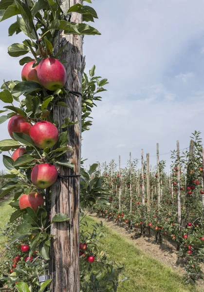 Hollanda 'daki Hollanda meyve bahçesinde ağaçtaki olgun kırmızı elmalar