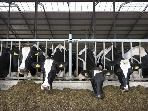 Siyah ve beyaz başkanları holstein ineklerin ahırda besleme — Stok fotoğraf