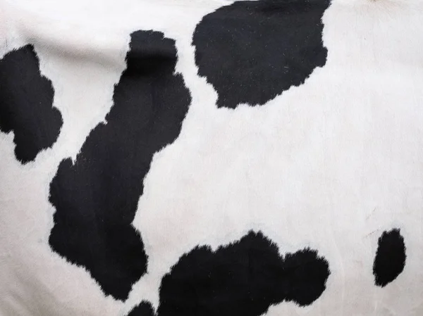 荷兰奶牛白色皮毛上的黑斑 — 图库照片