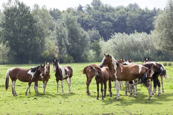 Primer plano de los caballos de manchas marrones en el prado holandés en Holanda — Foto de Stock