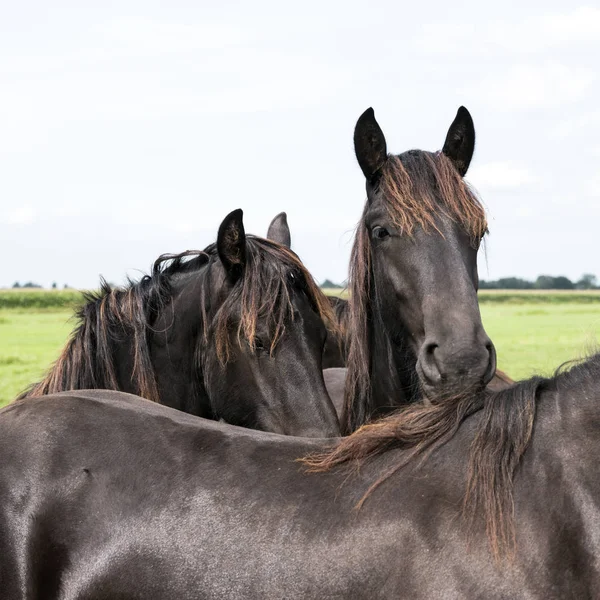 Primer plano de las cabezas de caballo de color marrón oscuro en el prado holandés en Holanda — Foto de Stock