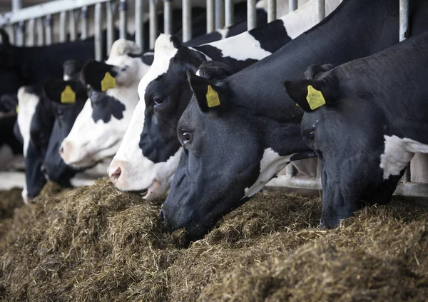 黑色和白色的头荷斯坦奶牛饲养在稳定在 — 图库照片