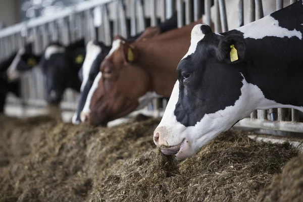 Cabezas de vacas holstein negras y blancas alimentándose en establo en el —  Fotos de Stock