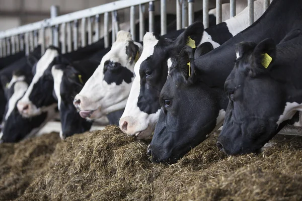Heads of black and white holstein cows feeding in stable in the — Stock Photo, Image