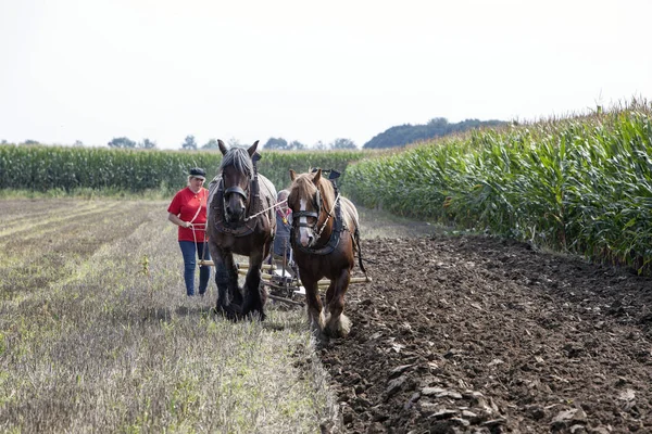 Large brown horses and plow in the netherlands in summer — Stock Photo, Image