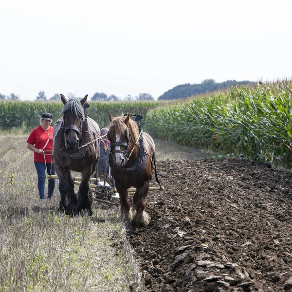 Two horses and plough in dutch field in the netherlands — Stock Photo, Image