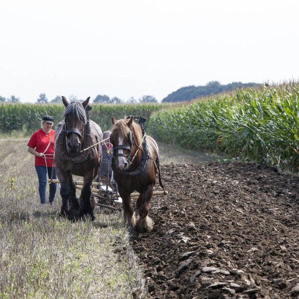 two horses and plough in dutch field in the netherlands