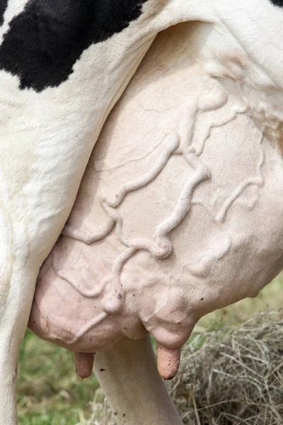 Grande mammella sotto premiato mucca in bianco e nero in Olanda — Foto Stock