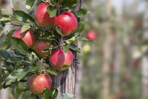 Czerwone dojrzałe jabłka na drzewie w holenderskim sadzie — Zdjęcie stockowe