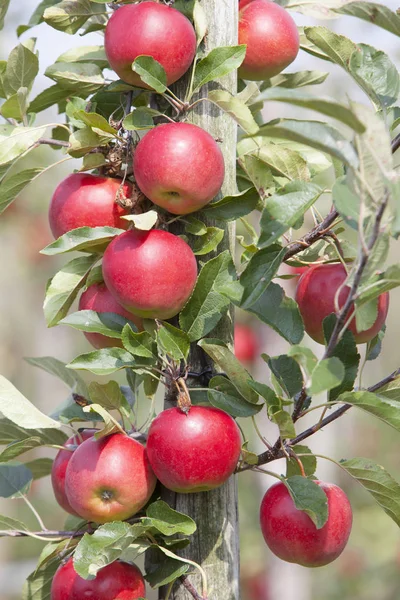 Czerwone dojrzałe jabłka na drzewie w holenderskim sadzie — Zdjęcie stockowe