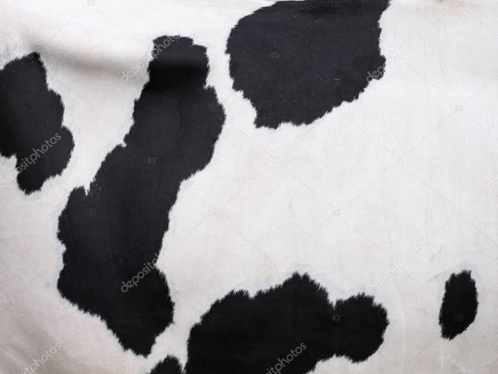 black spots on white hide of domestic cow in holland