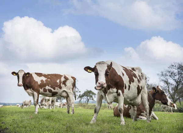 Vacas vermelhas e brancas sob o céu azul no prado verde perto de utrecht i — Fotografia de Stock
