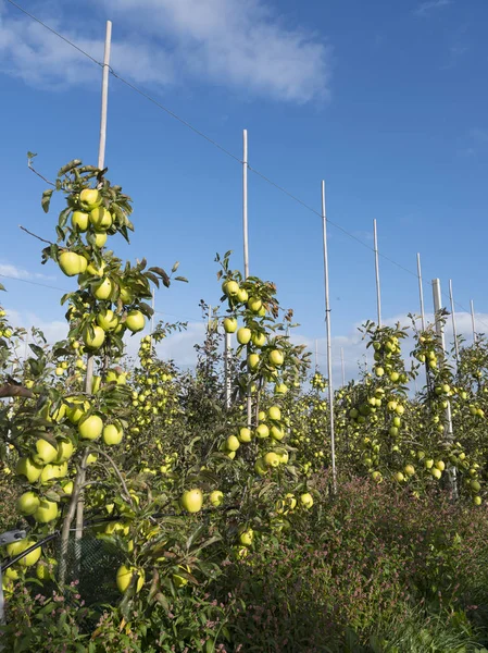 Yellow golden delicious apples in dutch fruit orchard under blue sky in holland — Stock Photo, Image