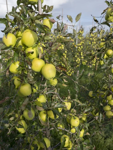 Żółty złoty pyszne jabłka w sadzie holenderski owoców pod błękitne niebo w Holandii — Zdjęcie stockowe