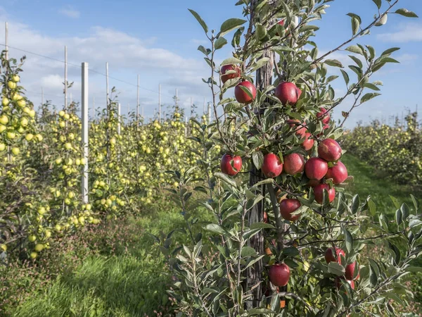 Yellow golden delicious apples in dutch fruit orchard under blue sky in holland — Stock Photo, Image