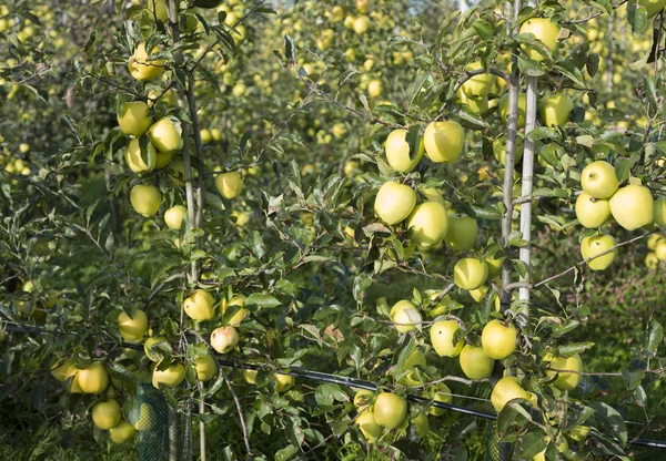 Yellow golden delicious apples in dutch fruit orchard under blue sky in holland — Stock Photo, Image