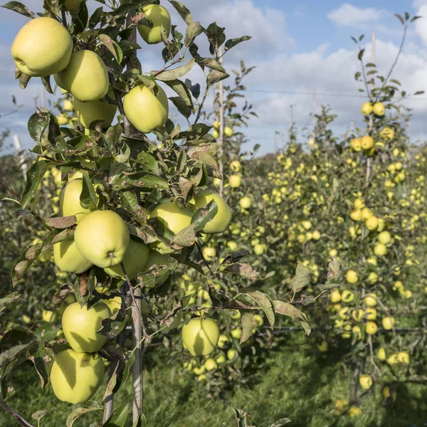 Yellow golden delicious apples in dutch fruit orchard under blue sky in holland — Stock Photo, Image