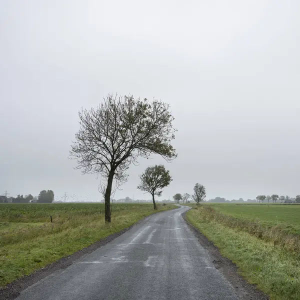 Landweg tussen groene weiden omzoomd met bomen in de Nederlandse provincie groningen — Stockfoto