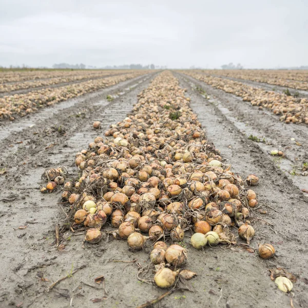 Cebollas en el campo en el autum listo para la cosecha en la provincia holandesa de groningen —  Fotos de Stock