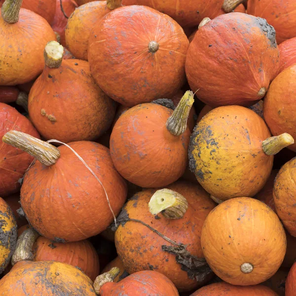 Closeup of fresh organic orange pumpkins just harvested from the land — Stock Photo, Image