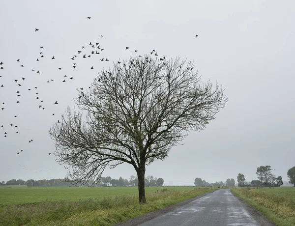 Estrada rural e árvore com bando de pardais na província holandesa de groningen — Fotografia de Stock