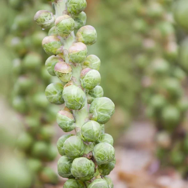 Brussel sprouts in dutch field in holland ready for harvest in autumn — Stock Photo, Image