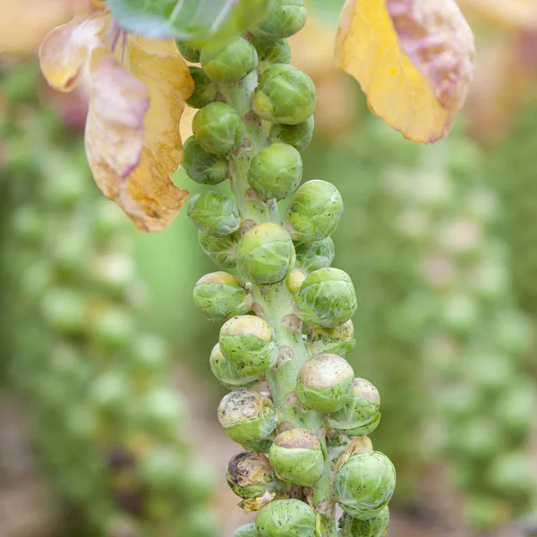 Brussel sprouts in dutch field in holland ready for harvest in autumn — Stock Photo, Image