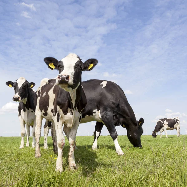 Black and white cows in meadow in the netherlands with blue sky — Stock Photo, Image