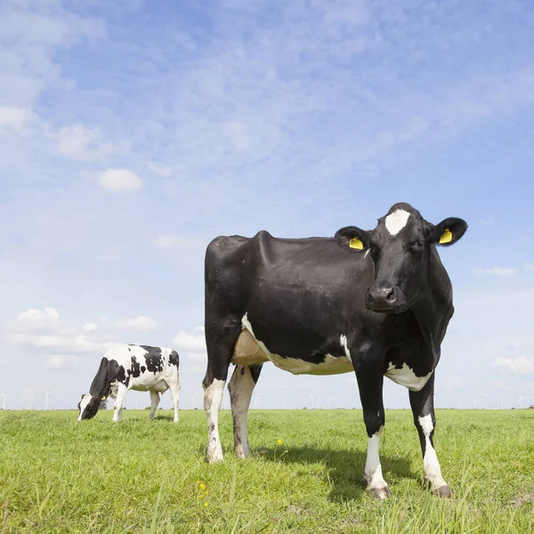 Vacas blancas y negras en el prado en las tierras bajas con cielo azul — Foto de Stock