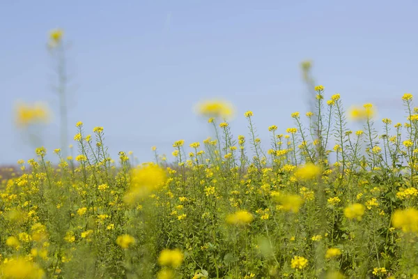 Senfkornblumenfeld und blauer Himmel — Stockfoto